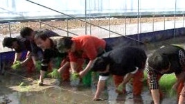 [수도권] 이천시 하우스단지 한파 속 첫 모내기