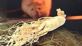 인삼과 특정 약초 조합, 기억력 개선 청신호