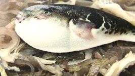 독극물 분류 빙초산 사용한 복어 껍질 유통