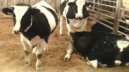 경찰, 다우너·죽은 소 불법 도축장 수사 착수