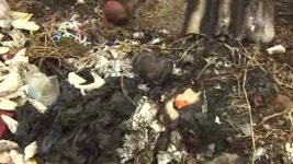 청정수 미나리라더니…농장 주변 쓰레기·악취