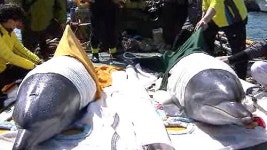 돌고래 춘삼이·삼팔이, 고향 바다로 간다