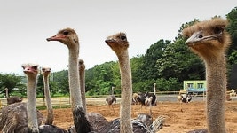 남아공 타조농장서 신종 AI 바이러스 검출