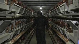 충청남도, 11일부터 2주간 AI 특별검사 실시