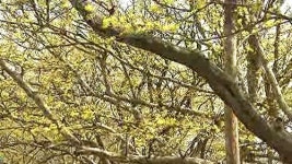 연인의 길 걸으며…이천 산수유 축제 개막