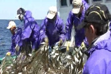 그물 올릴 때 마다 멸치 '한가득'…어민들 콧노래