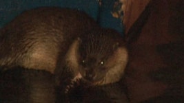 천연기념물 수달, 밤마다 생선 털이…어민 골치