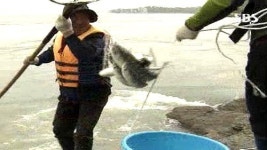 진도 울돌목 뜰채 숭어잡이…이색 볼거리