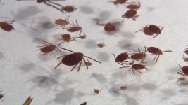 살인 진드기 치사율 10% 미만…노약자에겐 위험