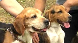 체세포 복제로 특수목적견 2세 6마리 탄생