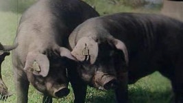 특산품 흑돼지·명이나물, 저렴하게 드세요!