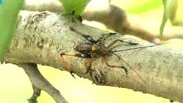 [청주] 갈색여치떼 습격…과수농장 초토화