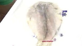 [제주] 구정물이 흥건…불량 생선 유통 여전