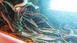 여름보양식 민물장어 품귀 현상…미국산까지 등장