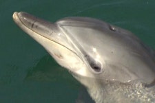 홀로 탈출한 삼팔이, 야생 돌고래 무리에 합류