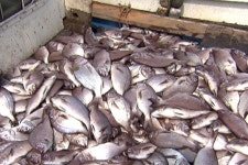 남해 적조 공포…양식장 물고기 집단 폐사