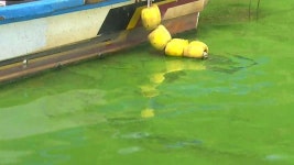 금강도 녹조라떼…환경단체 보 수문 열어라