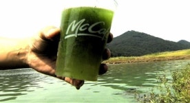 [영상] 금강도 녹조라떼…오염 심각