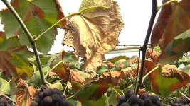 폭염에 포도·배까지 헉헉…추석물가 급등 우려