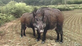 10km 바다 헤엄쳐 온 멧돼지들…섬마을 공포