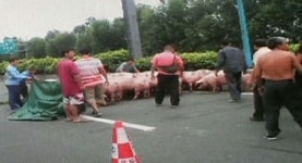 [영상] 돼지 떼, 고속도로 점령…아수라장