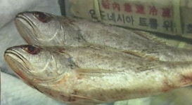 中 조기 23억원 어치 영광굴비로 속여판 업자 중형