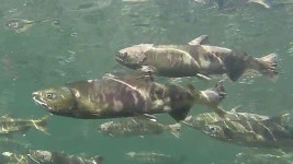 [사진으로 본 뉴스] 강물을 박차고 펄쩍…연어의 귀환