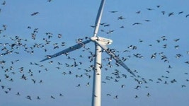 연간 50만 마리 희생…새 잡는 친환경 발전소