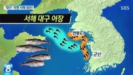 [그래픽] 한류 어종 대구 이제는 서해에서 풍어