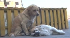 [생생영상] 강추위에도 죽은 친구의 곁을 지킨 개…감동