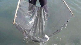 돌담으로 고기 잡는 독살…관광객에 몸살