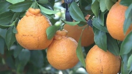 [광주] 고흥서 새콤달콤 하나봉 본격 출하