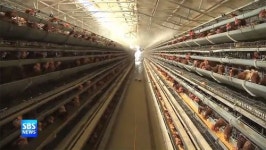 AI 수도권 첫 의심신고…평택 병아리 농장 비상 방역