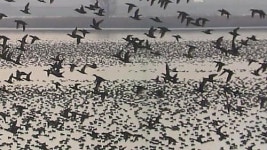 가창오리떼 이동…분변 떨어질라 농가 비상