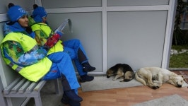 소치 유기견 집단 도살설에…IOC 있을 수 없는 일