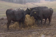 원전 사고의 산 증인…방사능 소 키우는 목장