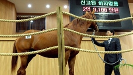 제주산 경주마 2억 9천 100만 원에 낙찰…최고가 경신