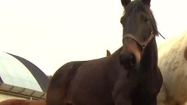 [수도권] 말(馬) 키우라더니…  농민 울리는 규제