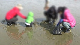 변산반도 갯벌에서 조개 채취했다간…과태료 부과
