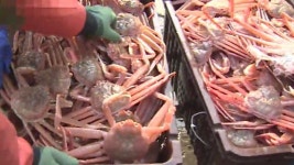 포획 금지 암컷 대게, 10억 원어치 팔다 덜미