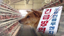 안성 오리농장 개 3마리 AI 무증상 감염…경로 조사