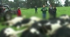 비 피하려다…벼락 맞은 젖소 60마리 떼죽음