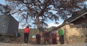 소나무의 저주…갈등에 빠진 화룡마을 사연은