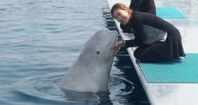 [현장트윗] 돌고래체험장 개장…시민단체 동물학대