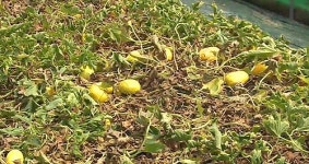 밤낮 냉·온탕 날씨에 농작물 피해 속출