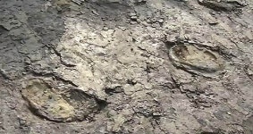 [전주] 군산 공룡 발자국 화석 천연기념물 지정