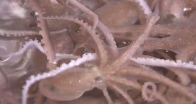 세발낙지 제철…쫄깃한 맛 초여름 별미