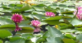 시크릿 가든 연꽃 200종 만개…화천 연꽃마을 장관