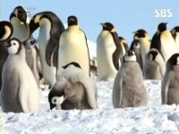 남극 명물 황제펭귄, 온난화로 금세기 말 멸종 위기 우려