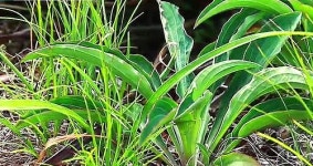 희귀식물 등대시호 속리산 국립공원 자생 확인